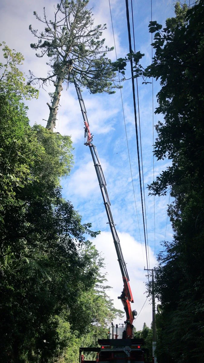 A crane truck cutting down a tall tree.