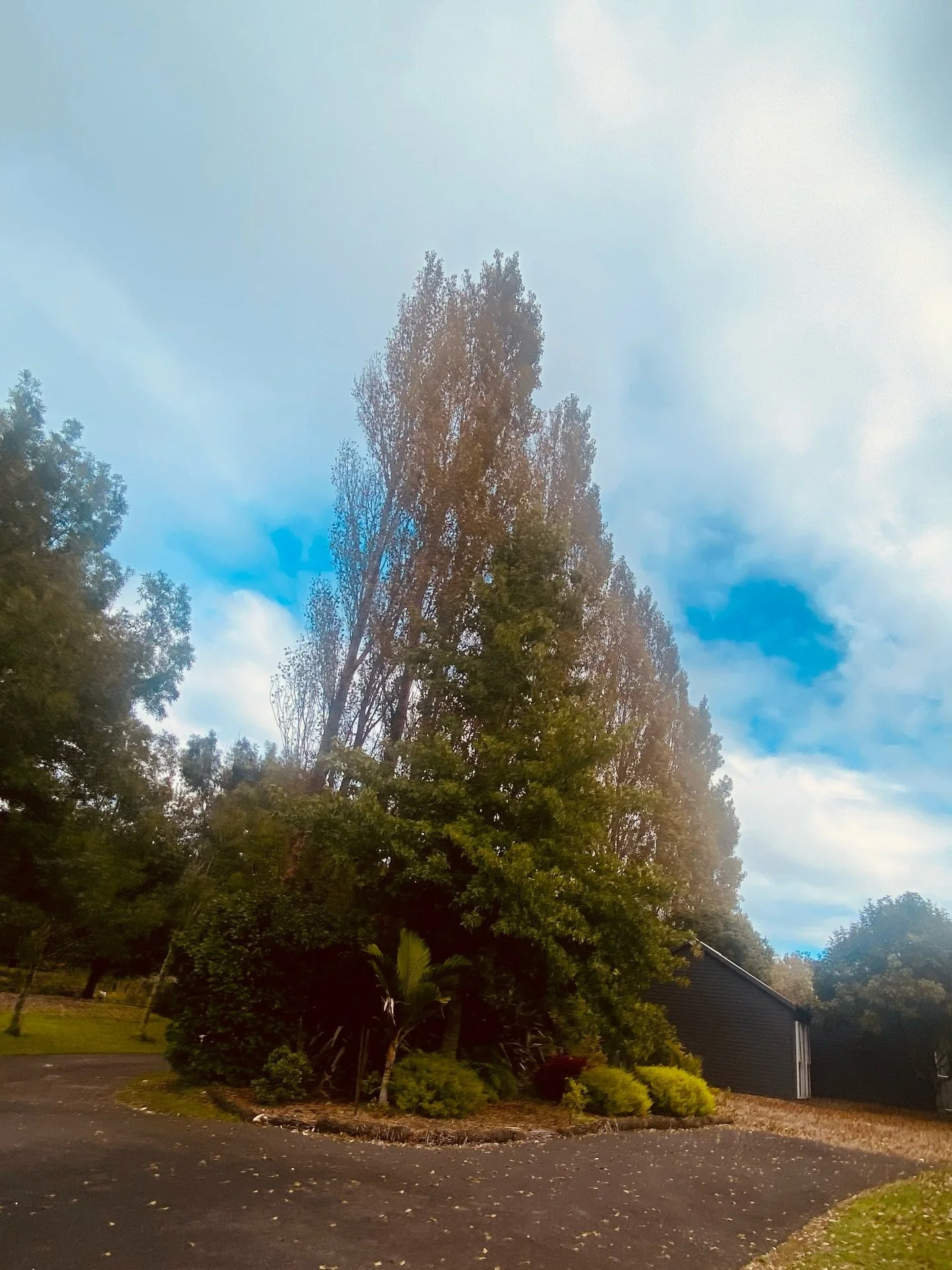 This week we&rsquo;ve been climbing and carefully dismantling trees hanging over homes &mdash; making them safe, controlled, and tidy again. No shortcuts. No risks. Just solid, professional work to protect what matters most.