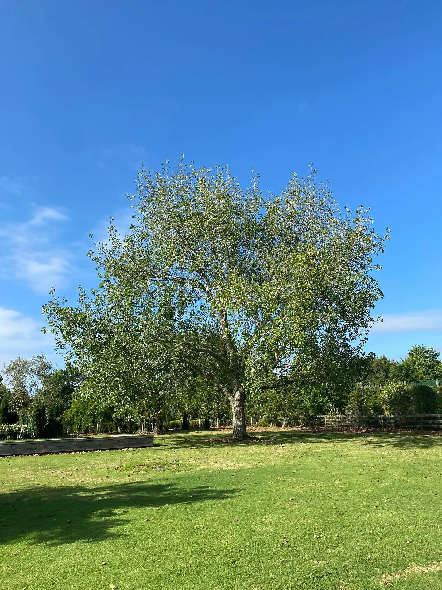 🌳✨ Spring&rsquo;s the perfect time for a fresh start &mdash; even for trees! This beautiful poplar just got a careful reduction to lighten the load, improve structure, and keep it healthy for the season ahead. With new growth on the way, it&rsquo;s 