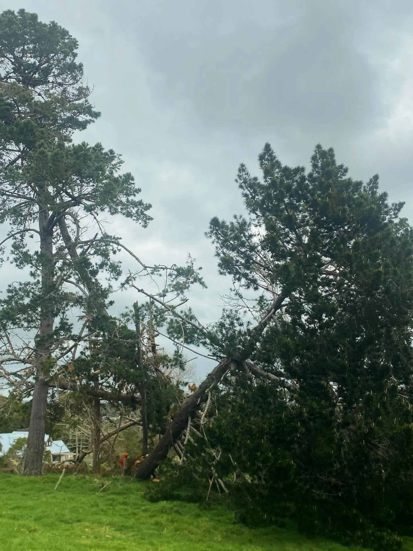 🌳💪 No tree too big, no root too deep!

When this giant came down, Treemendous Tree Service was on site fast &mdash; safely clearing the mess and making the space clean, safe, and ready for what&rsquo;s next. 🌿✨

✅ Emergency Tree Removal
✅ Storm Cl