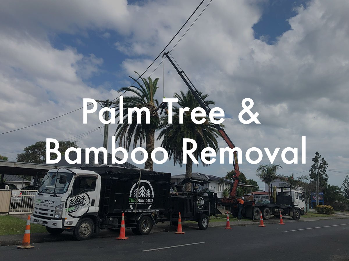 palm-tree-bamboo-removal.jpg