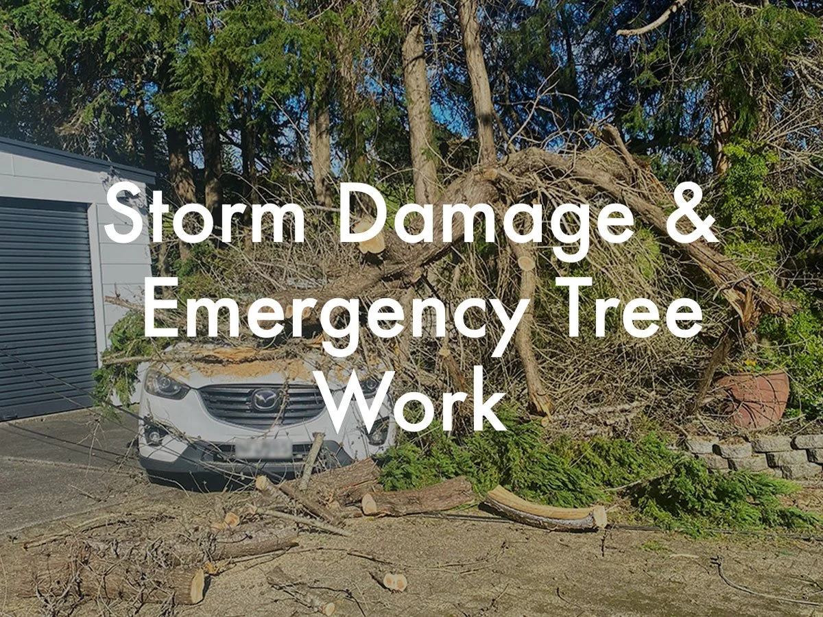 storm-damage-emergency-tree-work.jpg