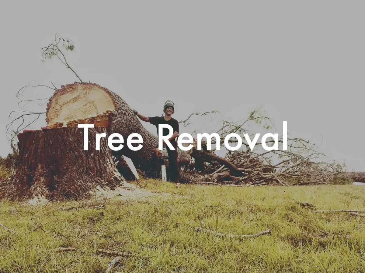 tree-removal.jpg