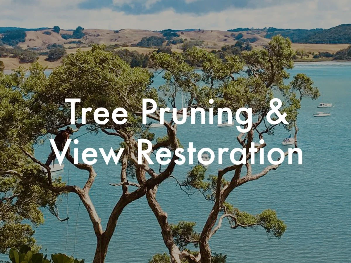 tree-pruning-view-restoration.jpg
