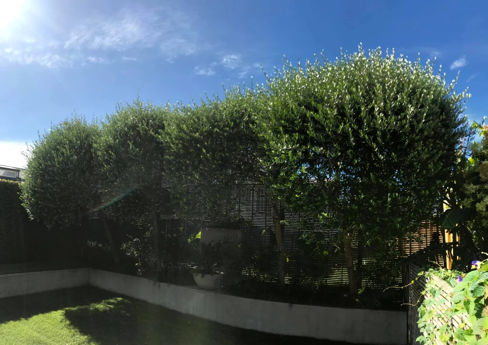Hedge before.jpg