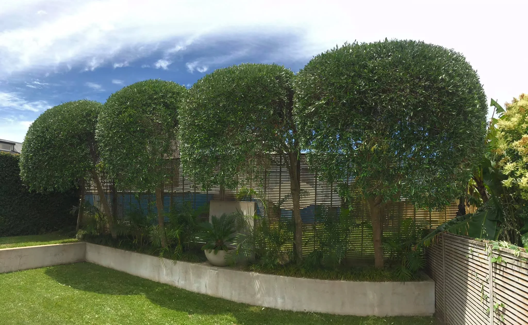 Hedge after.jpg