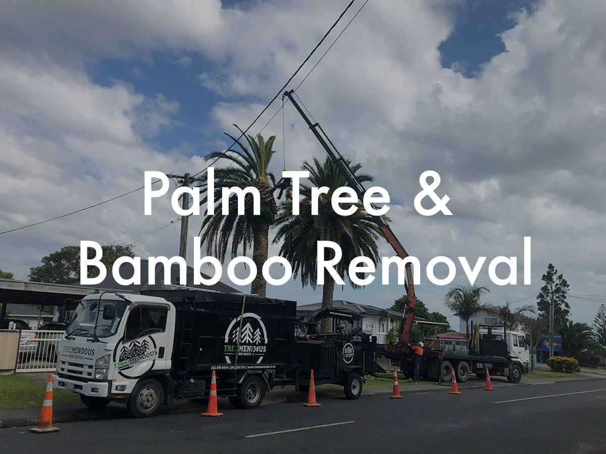 palm-tree-bamboo-removal.jpg