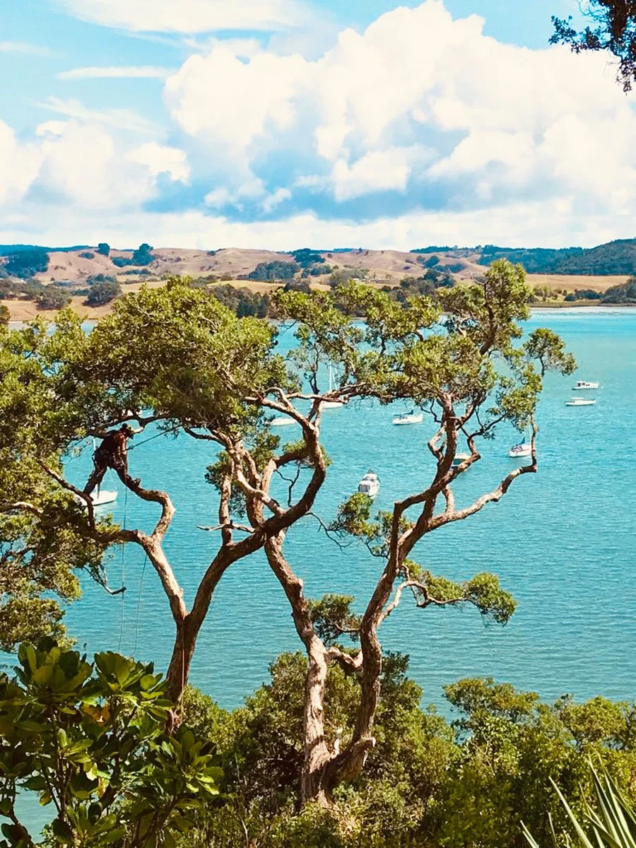 Aborist climbing a tree near a body of water with boats, with rolling hills and partly cloudy sky in the background.