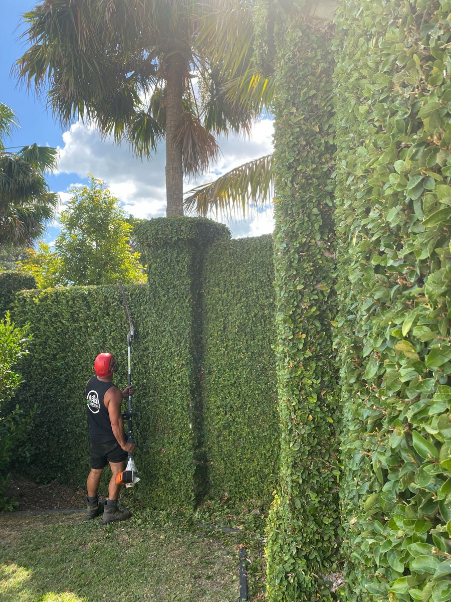 A person wearing a red helmet using hedge shears to trim a tall, dense green hedge in a backyard garden with palm trees and a cloudy sky.