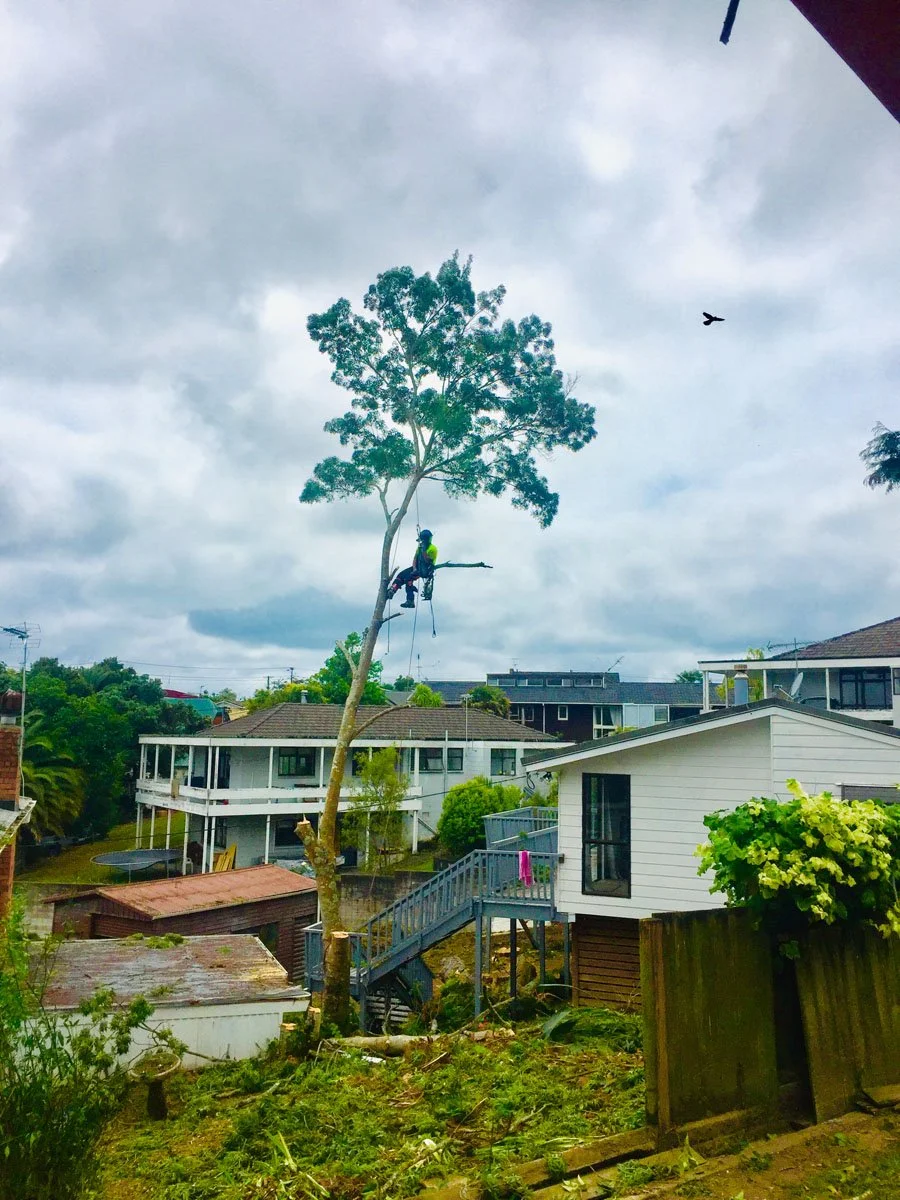 A person in a harness is climbing a tall tree on a residential street, possibly trimming branches, with houses and cloudy sky in the background.