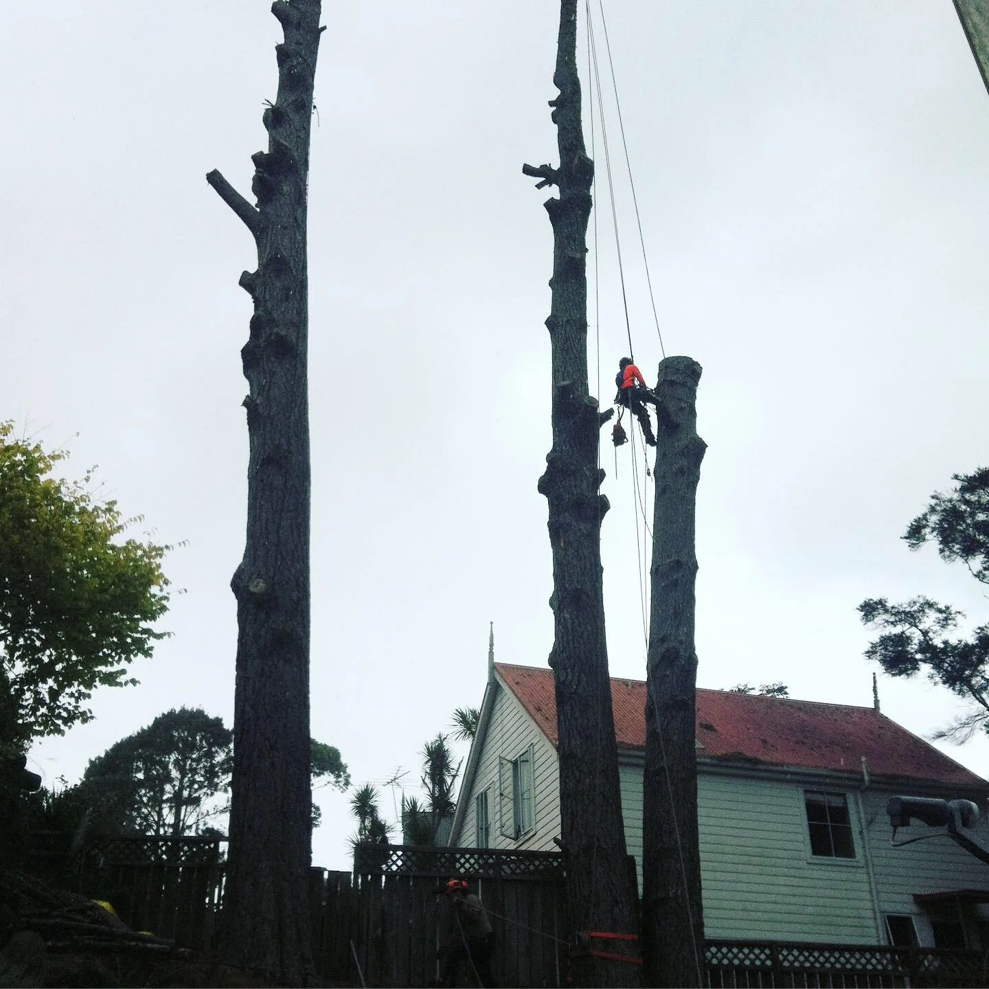 A worker climbing a tall tree with safety gear, cutting or trimming the branches, in a residential backyard with a house and other trees in the background.