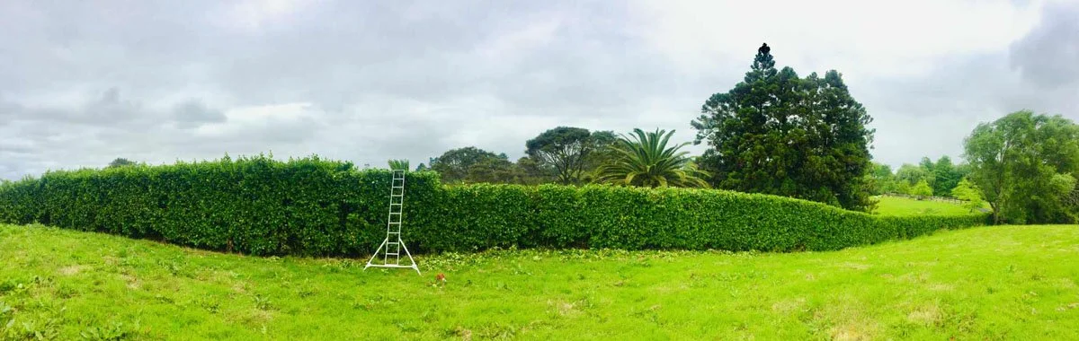 A ladder leaning against a tall, neatly trimmed green hedge in a lush field, with trees and cloudy sky in the background.