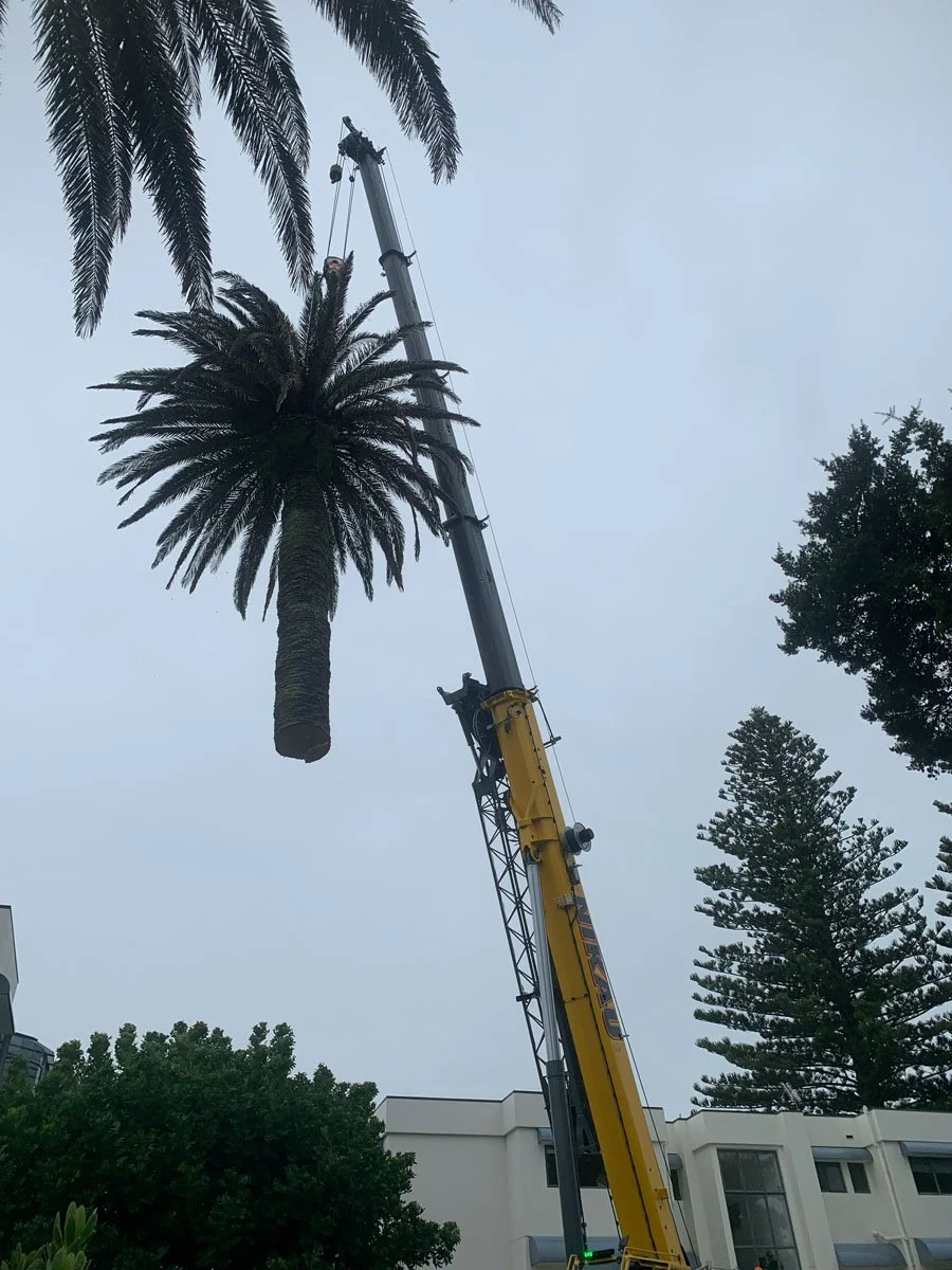 A crane lifting a tall palm tree with a person in a harness working on it.
