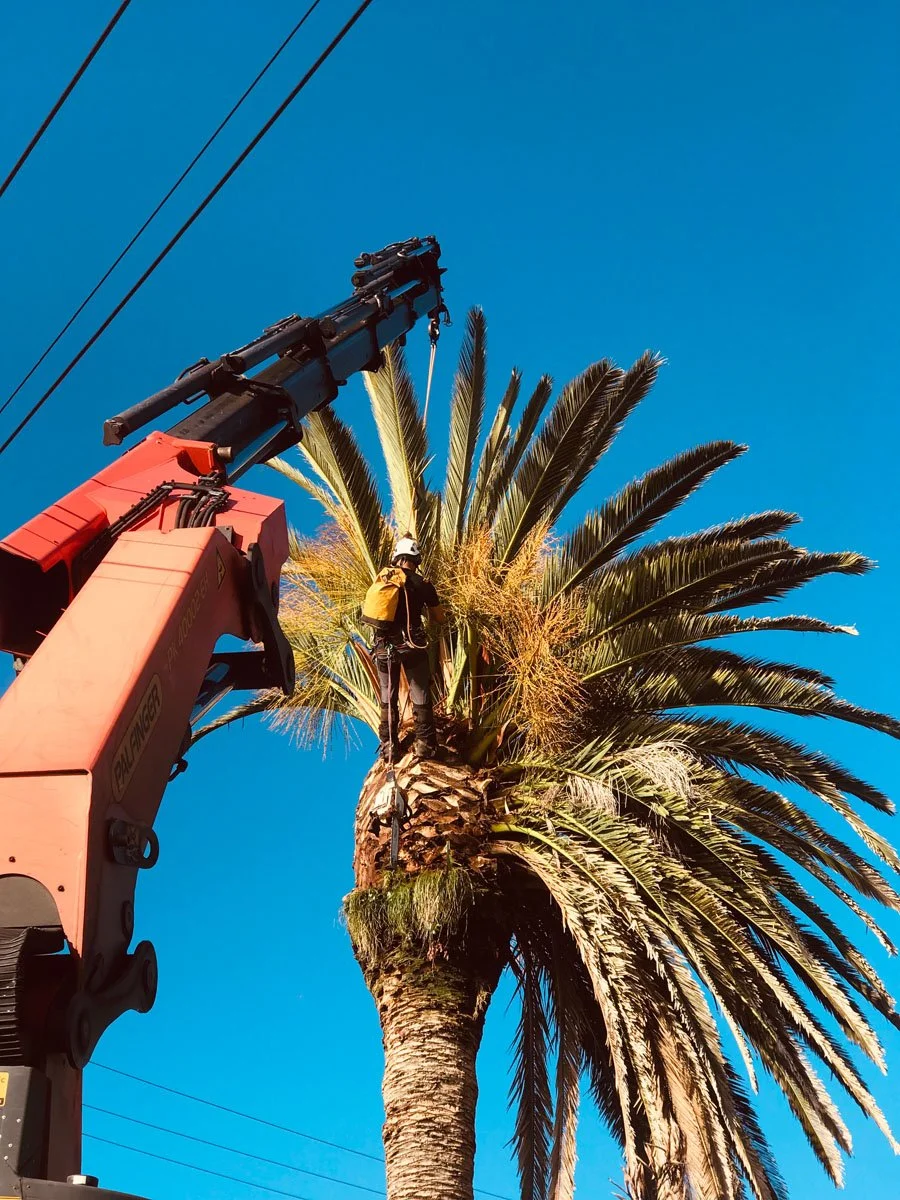 A worker in safety gear on a lift trimming a tall palm tree against a clear blue sky.