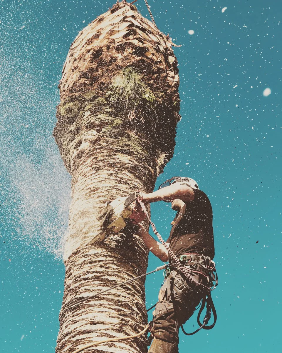 A person wearing climbing gear and a helmet, ascending and trimming a tall palm tree against a clear blue sky, with workers trimming the top of the tree.