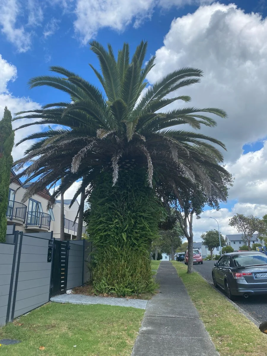 Large palm tree with a thick trunk and spreading fronds, next to a sidewalk on a residential street with parked cars and houses in the background.