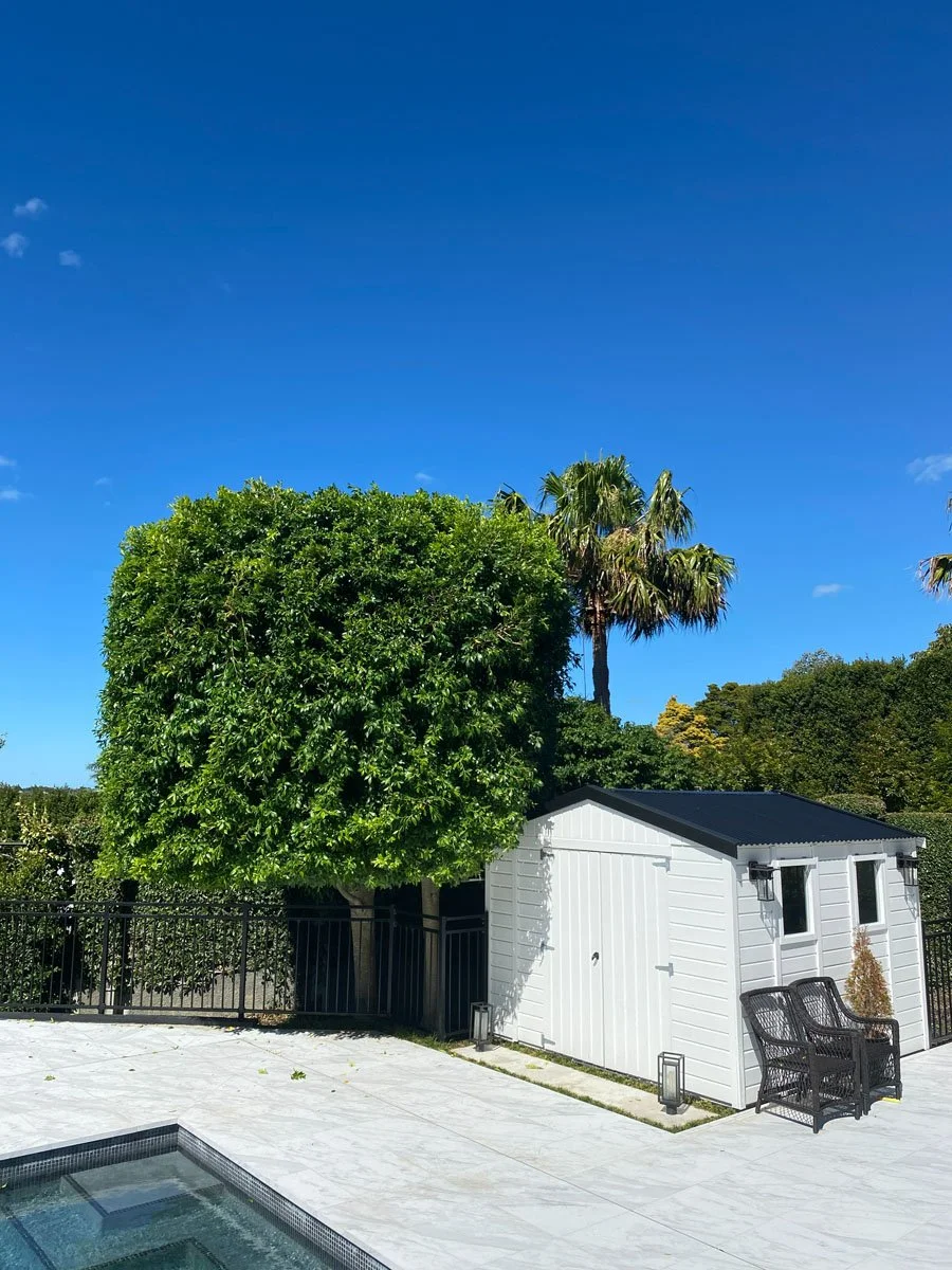 An outdoor scene with a white shed, black chairs, a large green tree, two tall palm trees, and a swimming pool, under a bright blue sky.