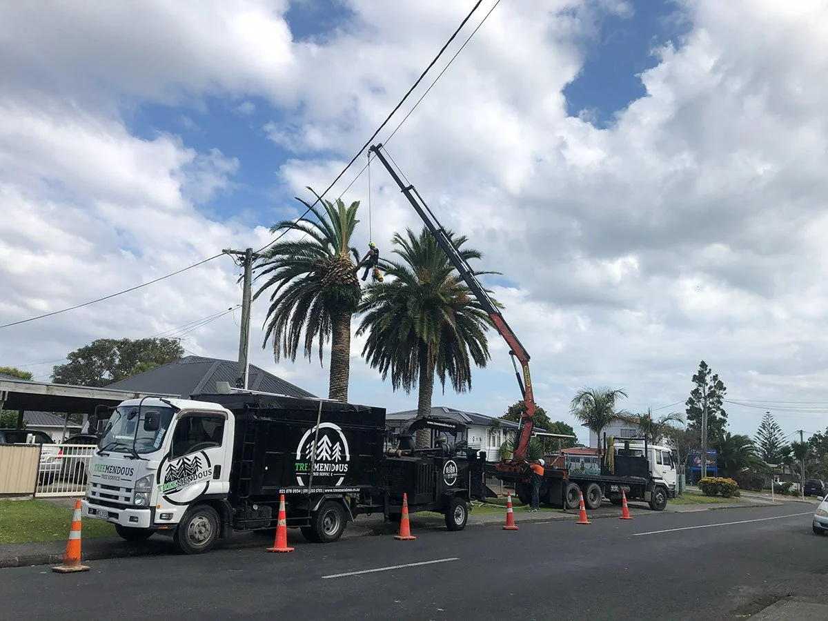 Workers using a crane to prune a palm tree on a residential street, with orange safety cones around the work area.