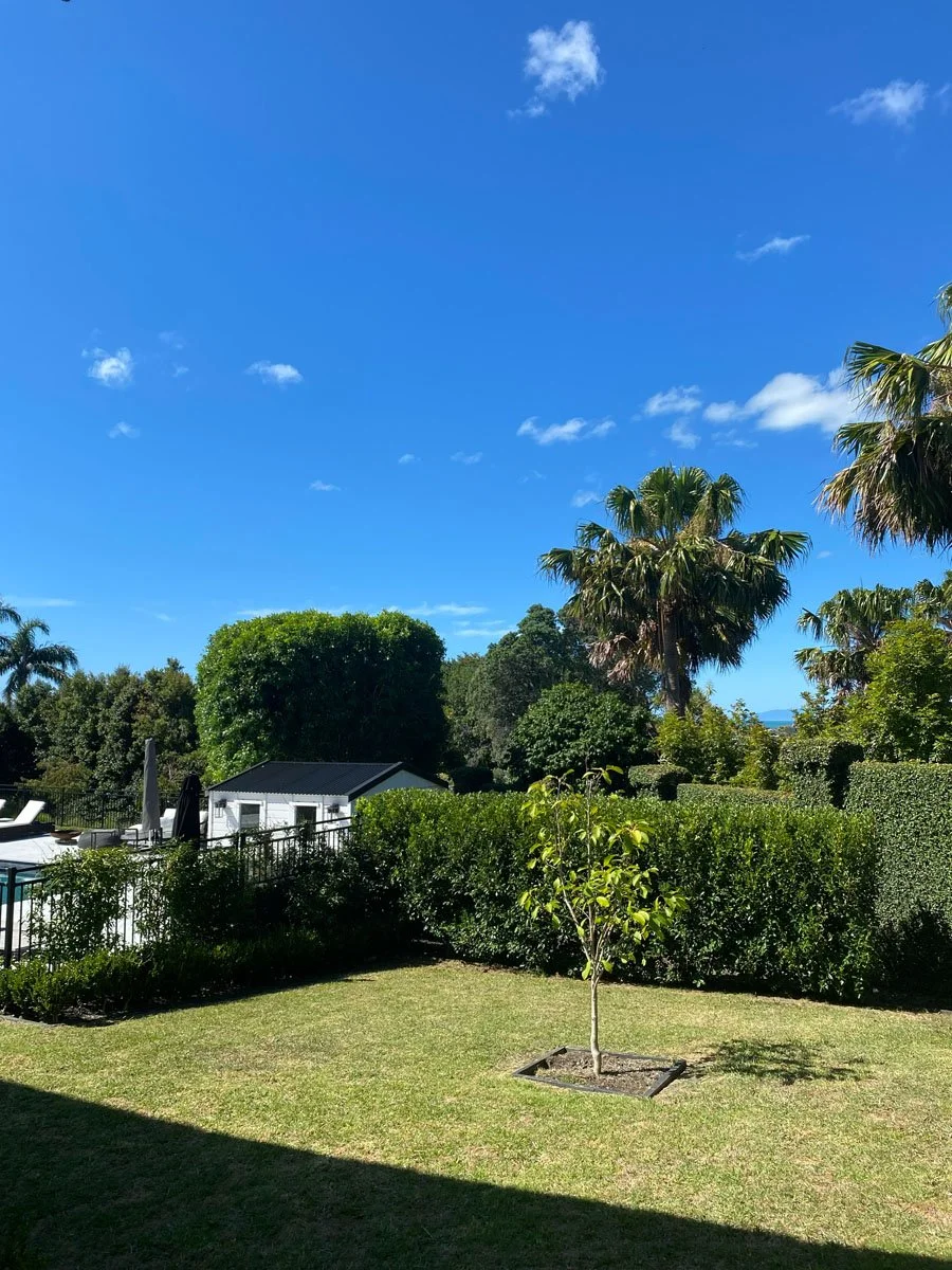A backyard with lush green bushes, trees, and a young tree in the grass. In the background, there are palm trees, a small white building, and a swimming pool with lounge chairs and umbrellas. The sky is clear with a few clouds.