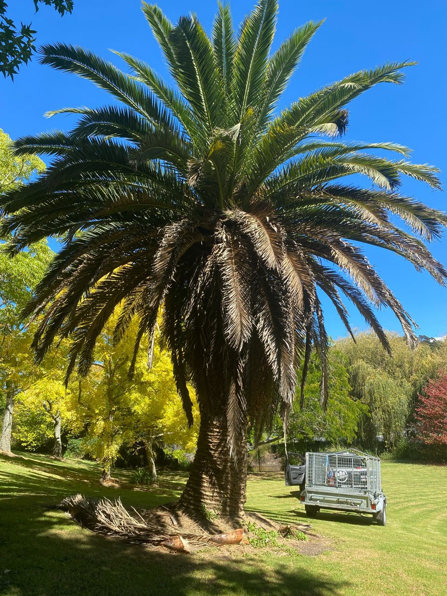 A large palm tree with long, arching green fronds stands in a grassy park under a clear blue sky, with a trailer parked nearby.