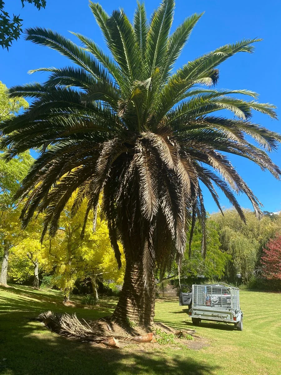Palm tree in a park with green grass, other trees with green and yellow leaves, blue sky, and a trailer parked nearby.