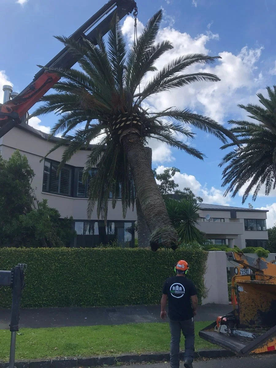 A large palm tree being cut down with a crane; a worker wearing a helmet and safety gear is standing nearby.