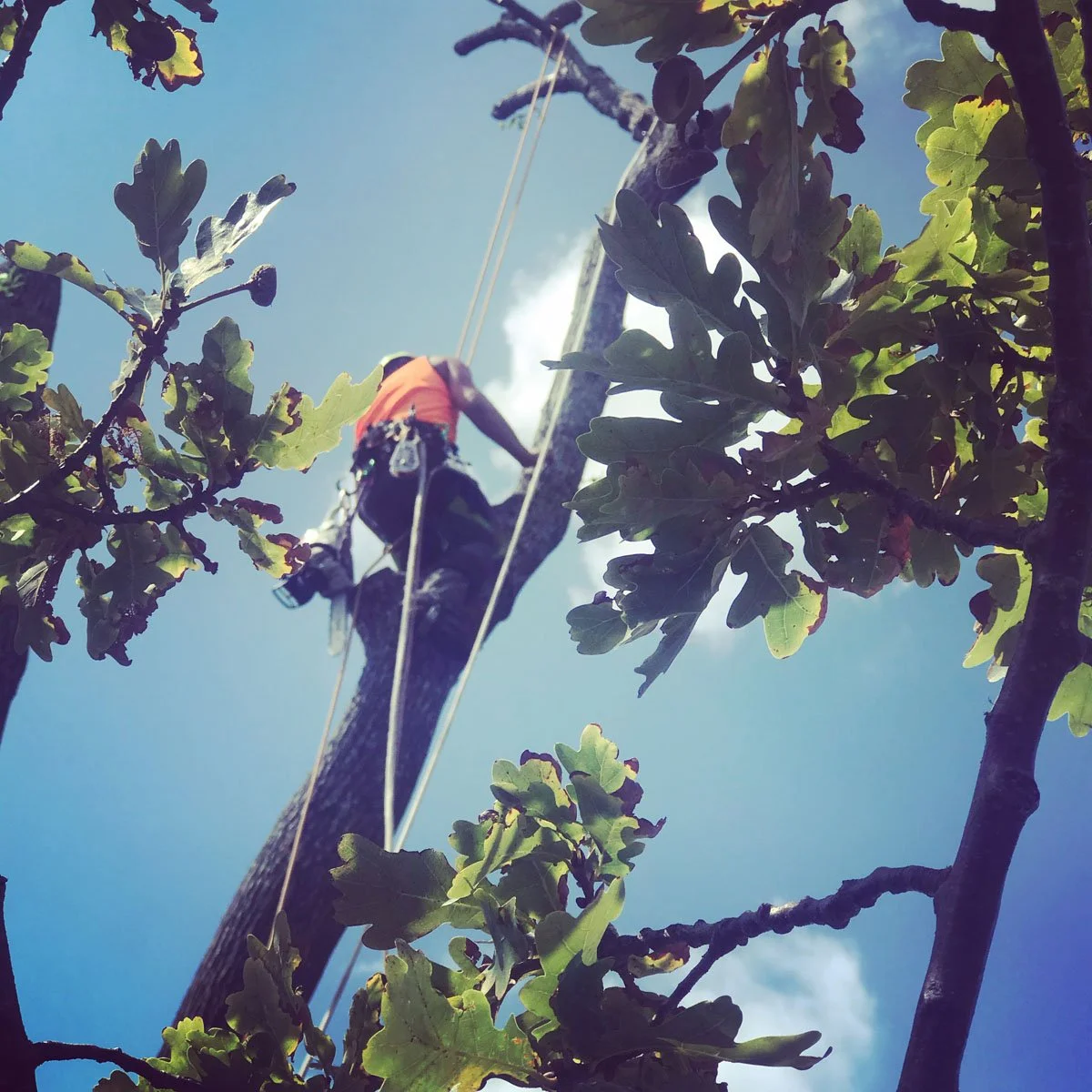 A worker climbing a tree with safety ropes, seen from below against a blue sky with a few clouds.