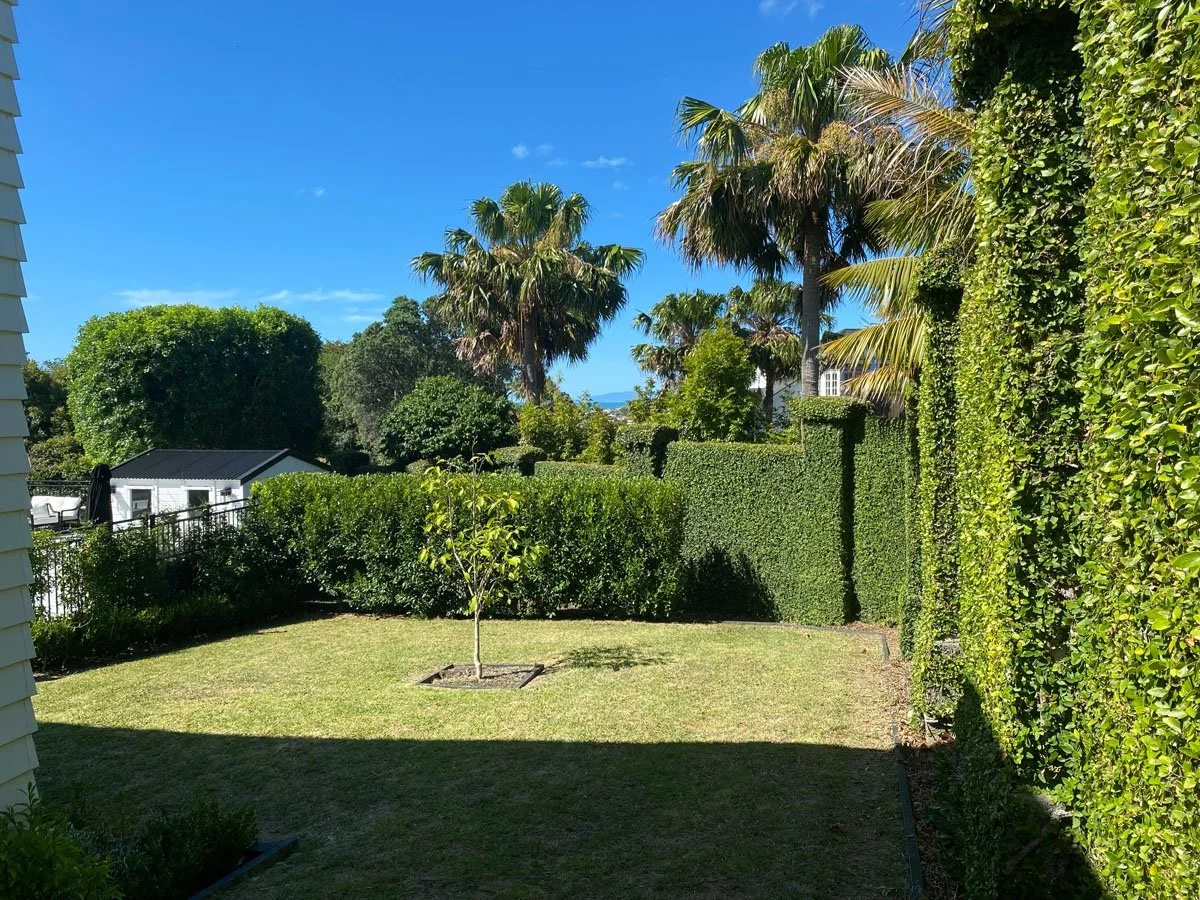 A backyard with a small tree, surrounded by lush green bushes and palm trees under a clear blue sky.