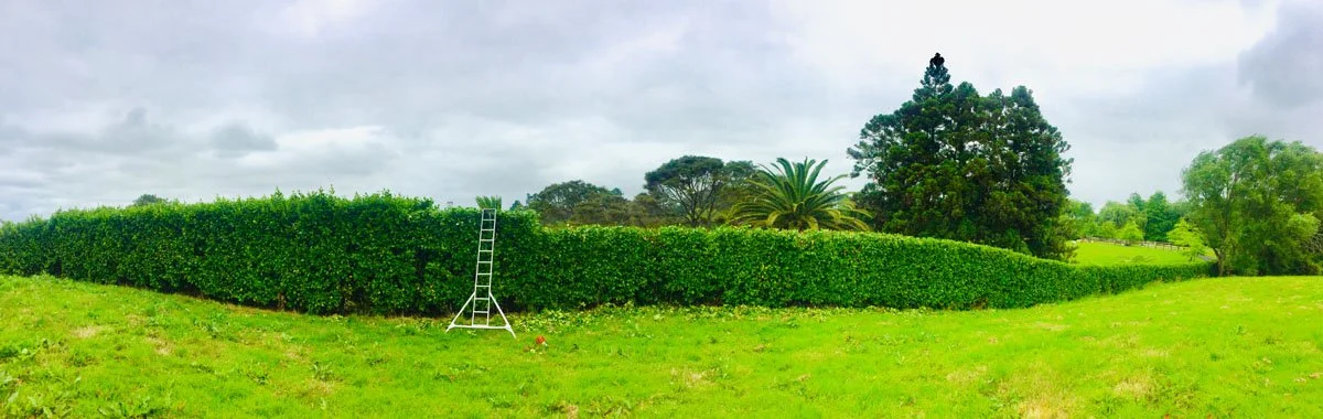 A lush green garden with a hedge, trees, and a ladder leaning against the hedge under a cloudy sky.