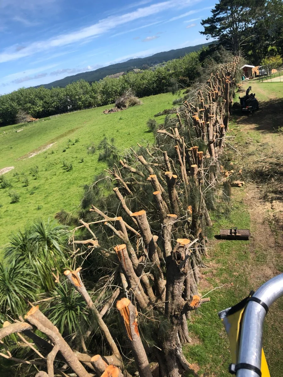 A tall tree being trimmed with branches cut and gathered on the ground, in a rural area with green grassy fields, trees, a tractor, and distant mountains under a blue sky.