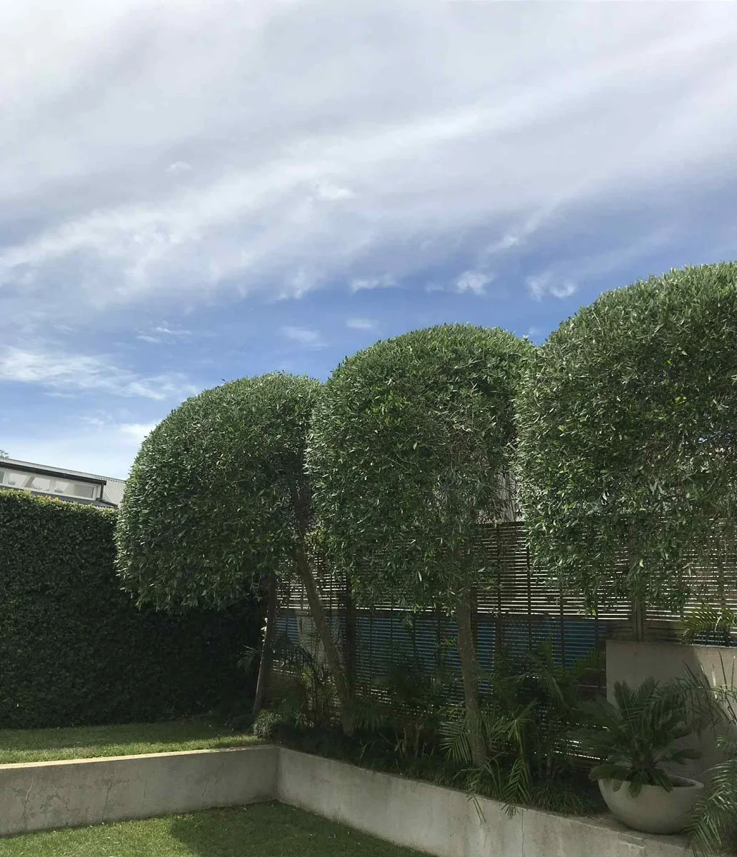 Well-trimmed large green hedges and bushes in a garden, with a blue sky and clouds overhead.