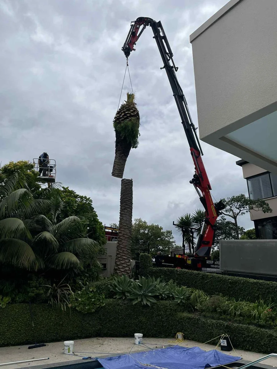 A large crane is lifting a palm tree potly decorated with plants, with a person operating a lift nearby. The scene is outdoors with lush greenery and a modern building.