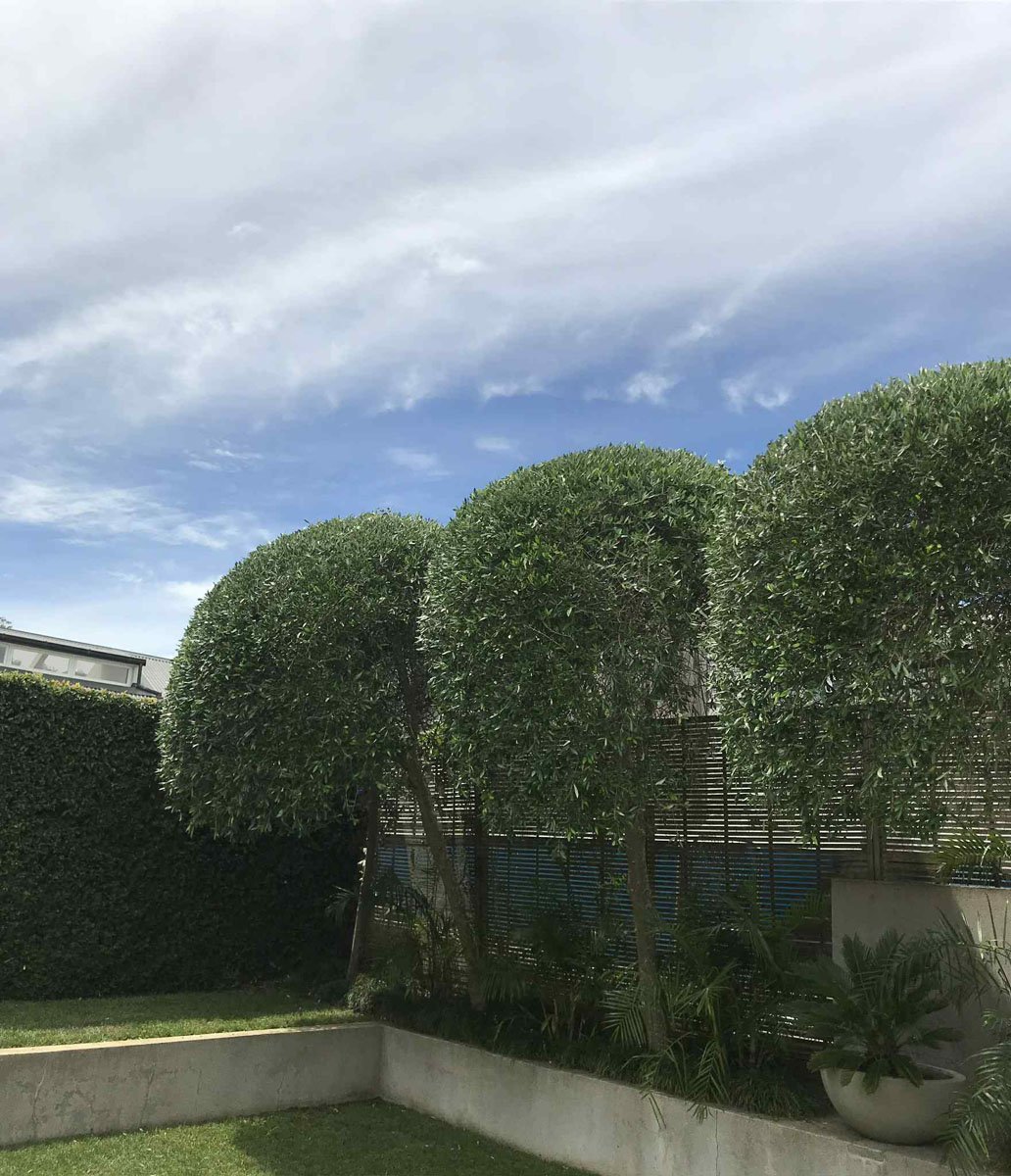 A row of neatly trimmed round green bushes in a garden with a blue sky and some clouds overhead.