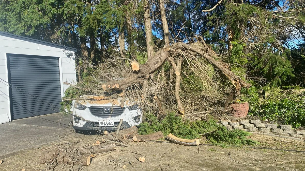 A large fallen tree resting on top of a white Mazda car, with some branches and logs scattered around, in front of a light gray building with a black roll-up door.