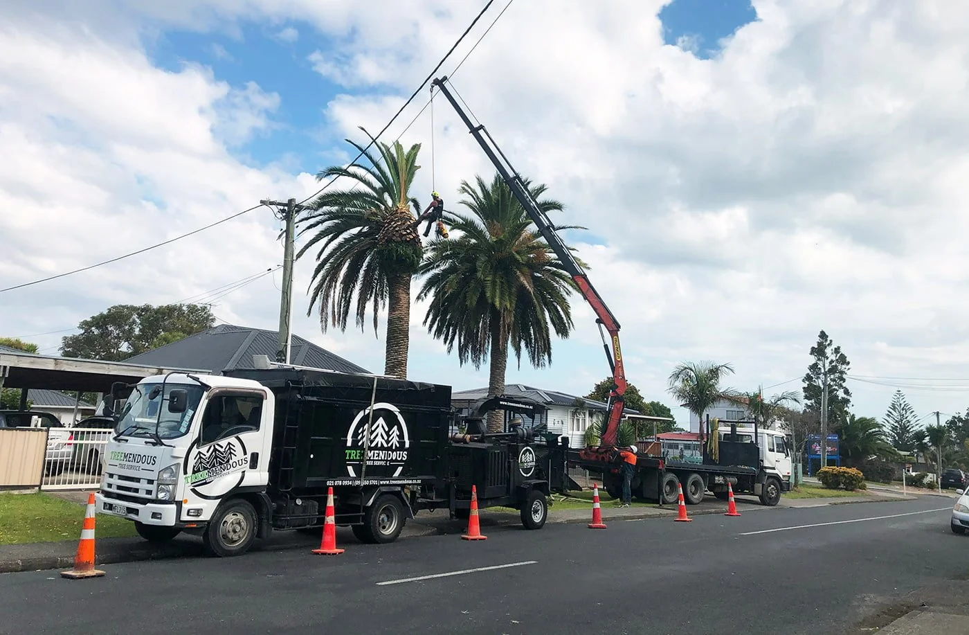 Treemendous crew removing a palm tree beside power lines on an Auckland residential street, with truck, chipper and hiab crane on site