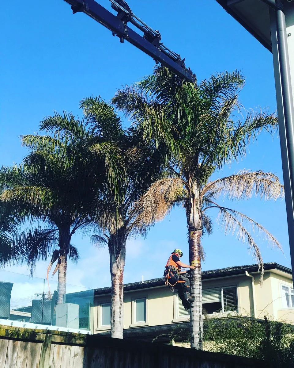 A worker in safety gear climbing a palm tree next to a house, with a clear blue sky overhead.
