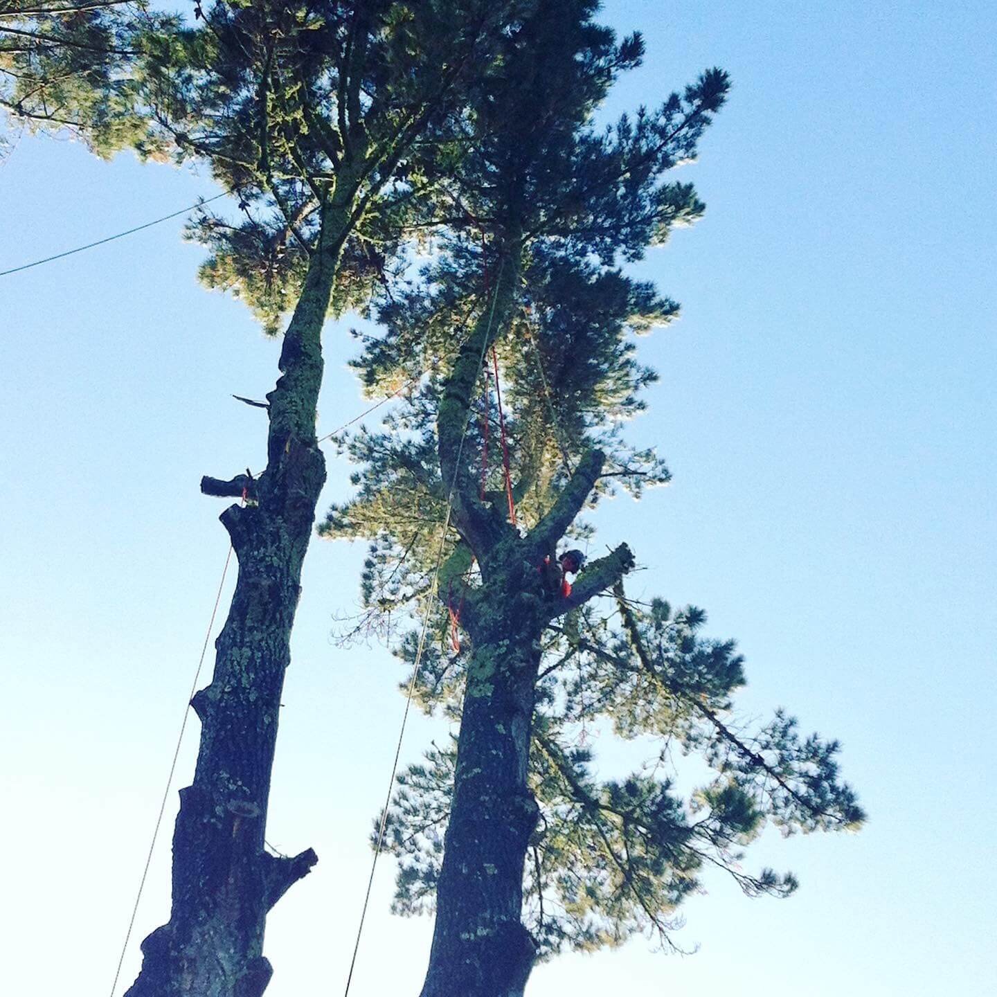 Tree trimmers working high in a tall pine tree against a clear blue sky.