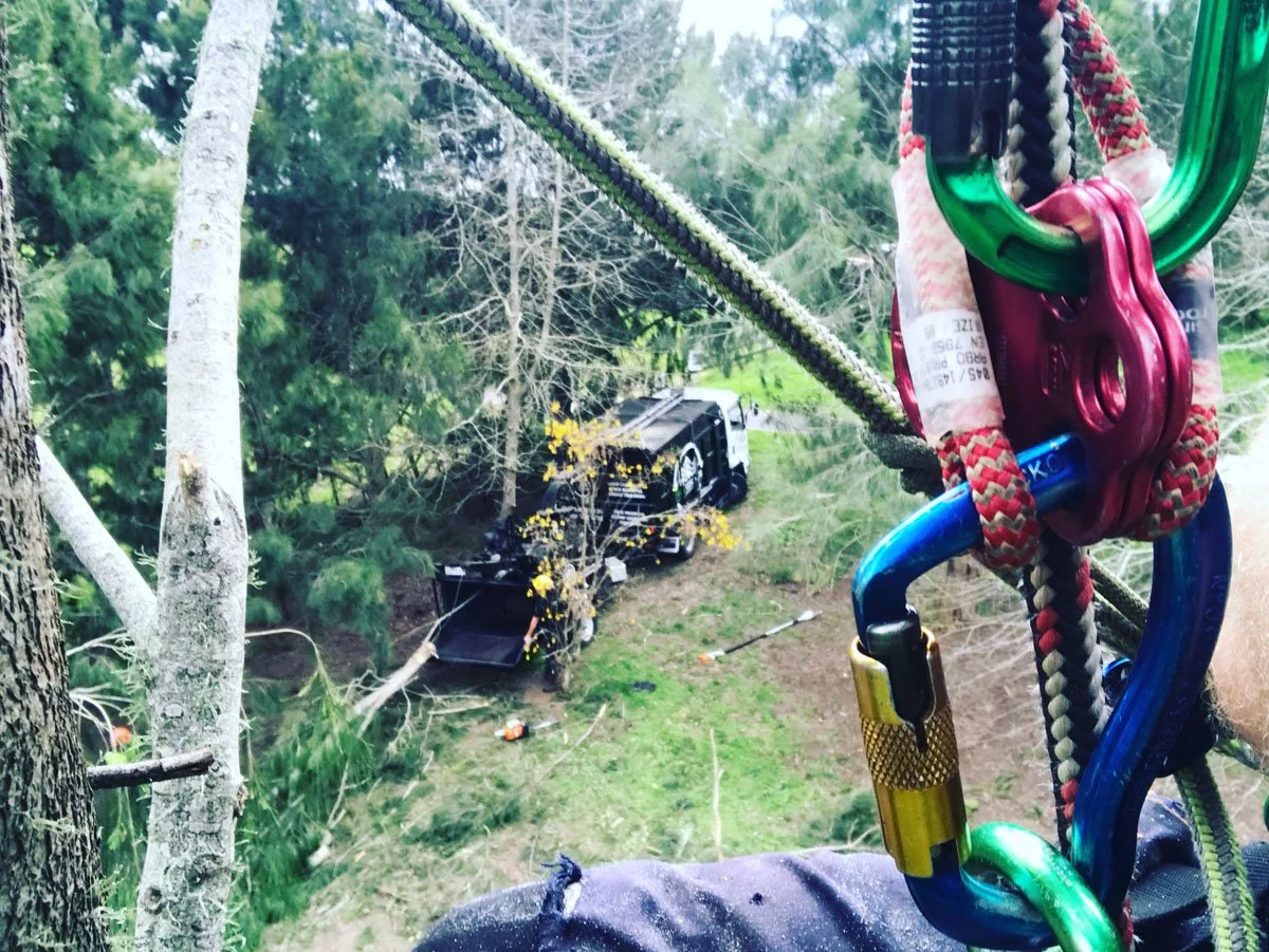 View from a harness high in a tree, showing rescue equipment including carabiners and ropes, with a black rescue truck on the ground below among trees.