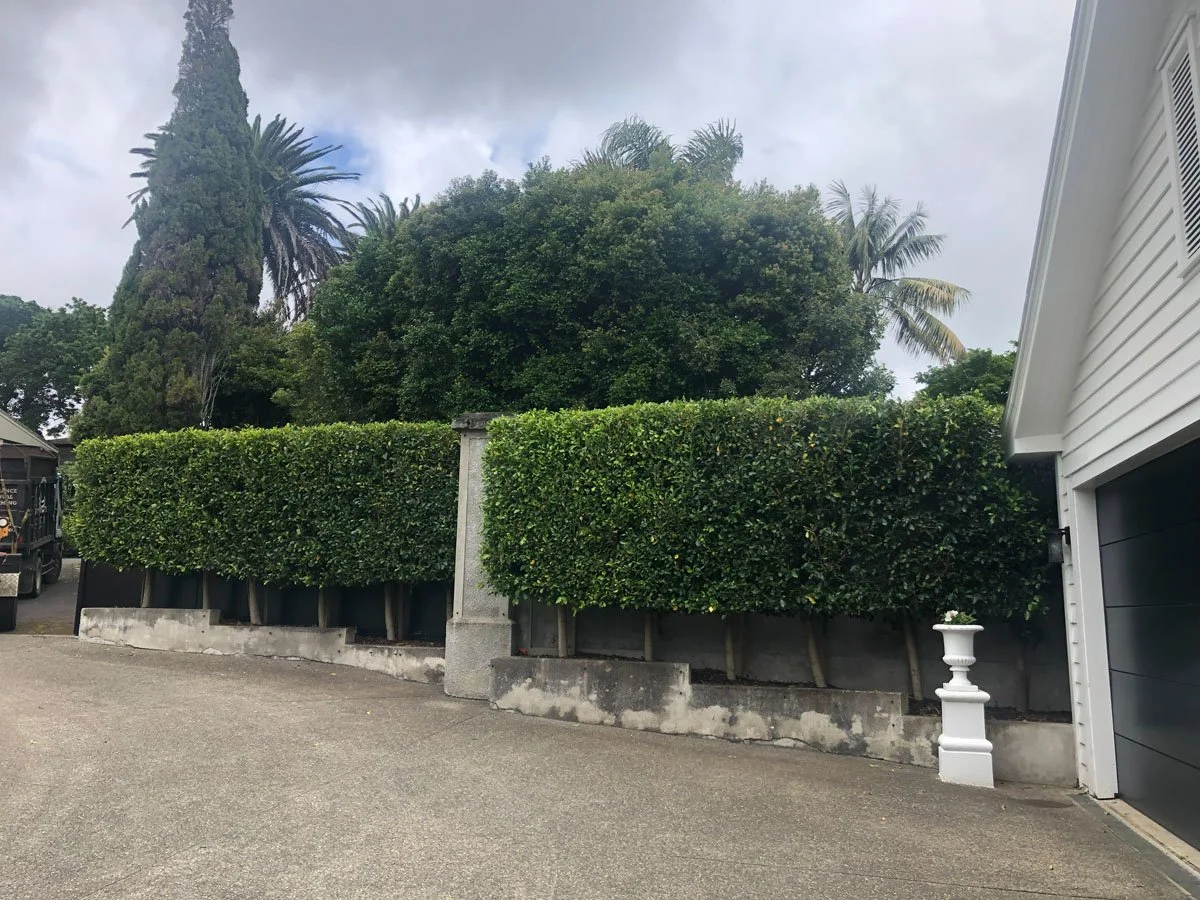 A residential front yard with well-manicured bushes, a concrete wall, and tropical trees including palm trees, under a cloudy sky.