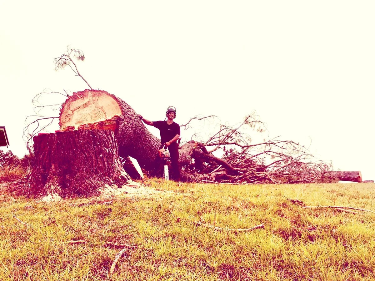 Person with safety helmet standing next to a large fallen tree that has been cut down, with large branches in the background.