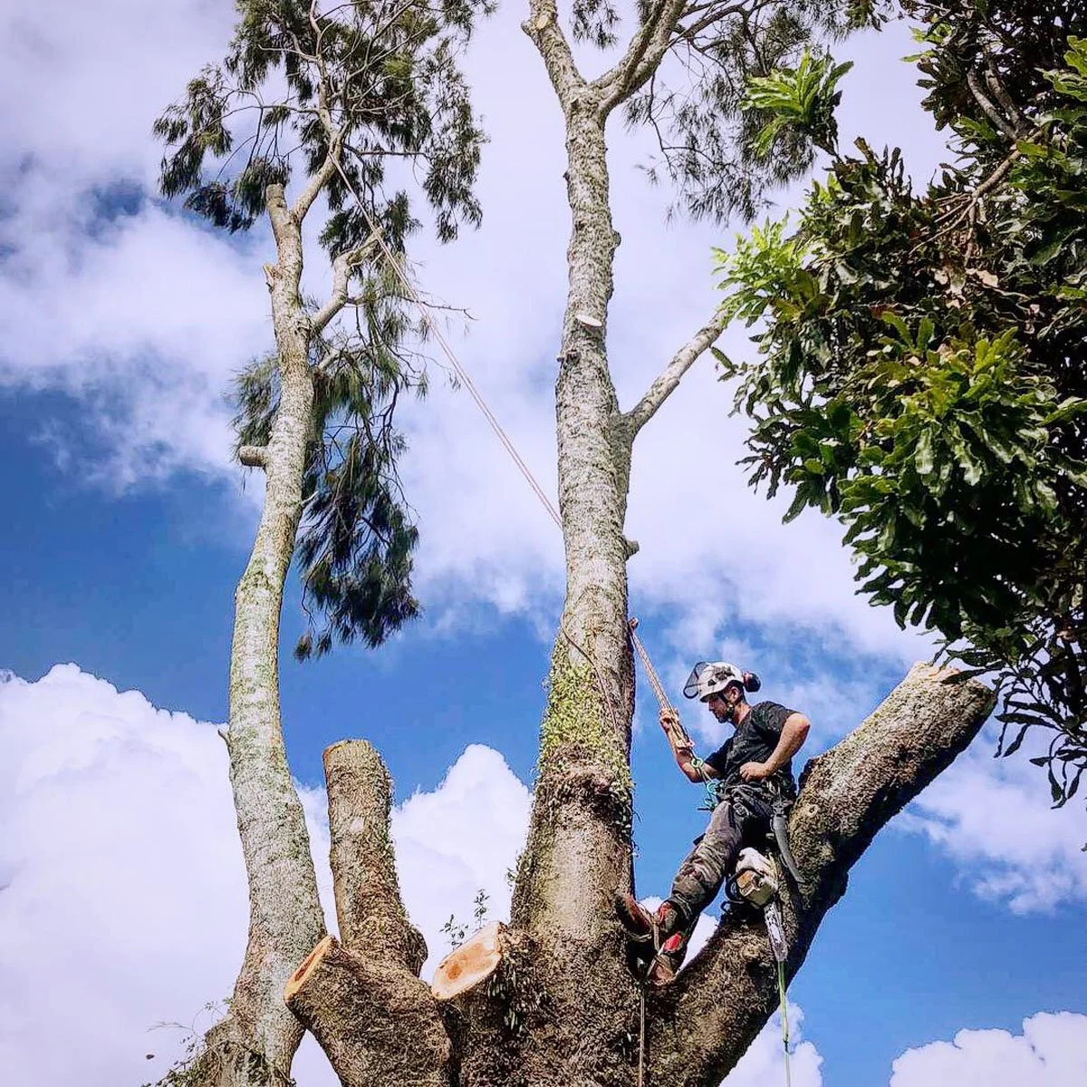 A tree climber wearing a helmet and safety harness working on a tall tree with branches and green leaves, against a partly cloudy sky.