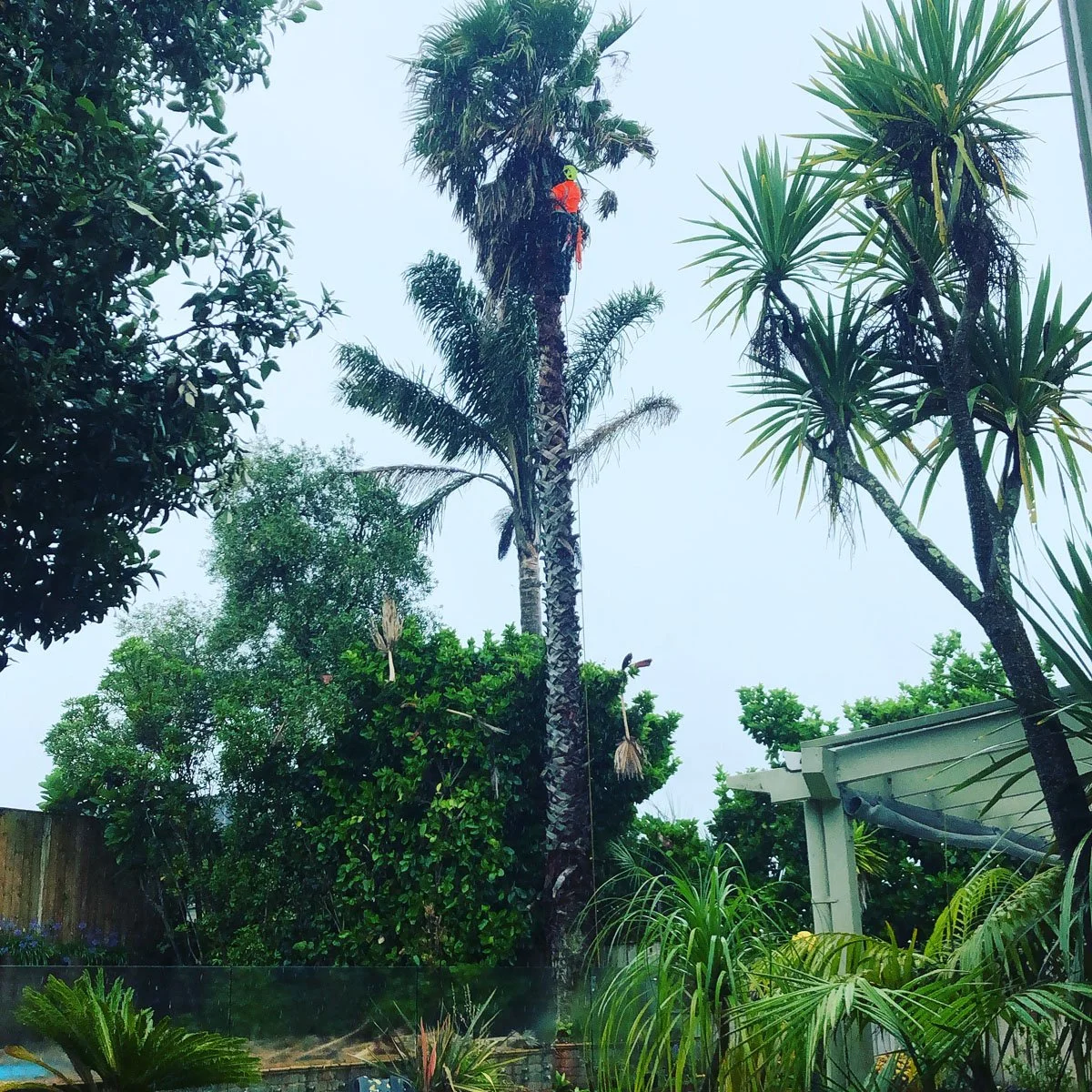 A person wearing climbing gear is trimming a tall palm tree in a lush garden with various tropical plants.