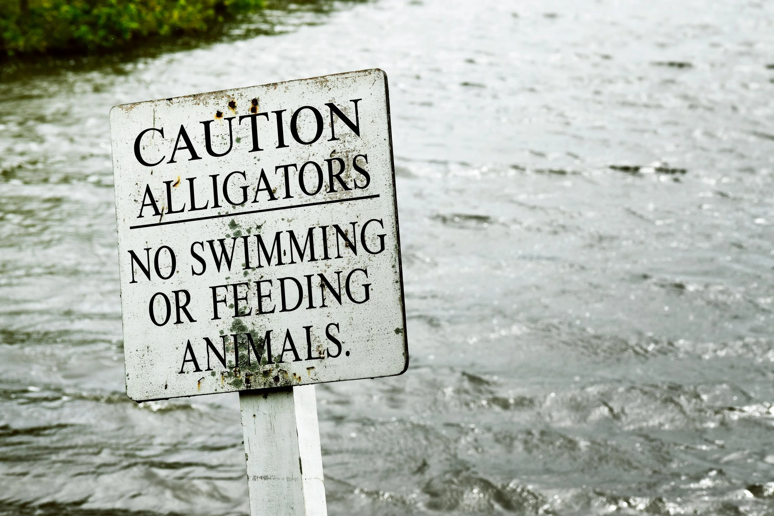a caution sign - Alligators