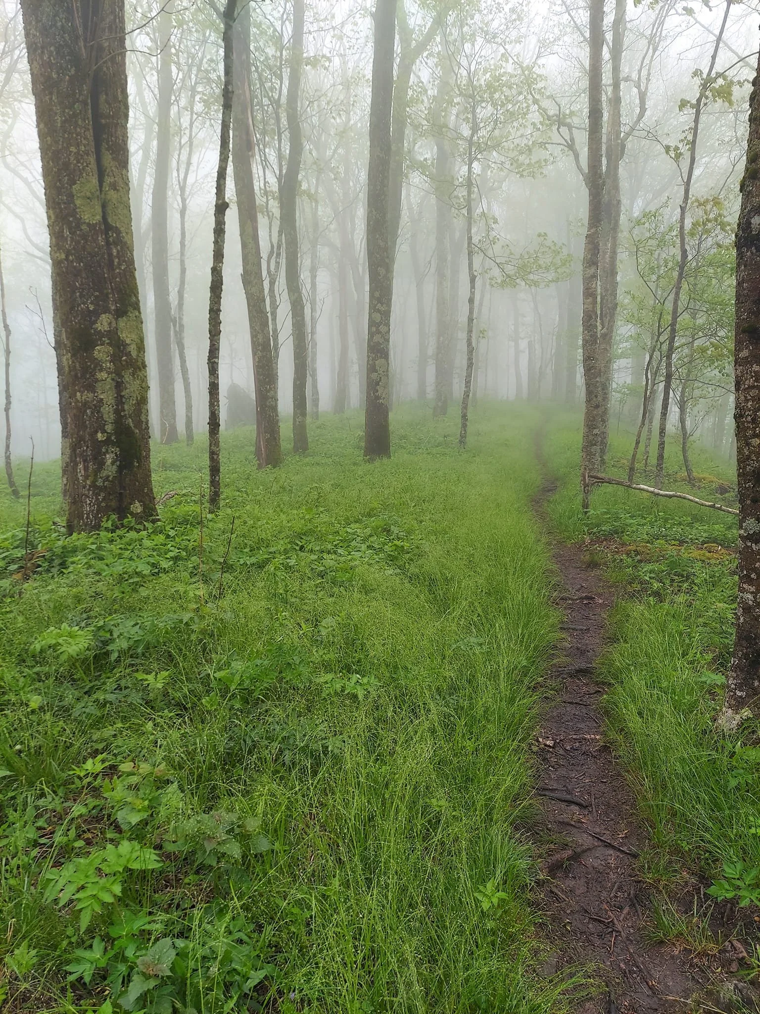 Hiking path through foggy woods