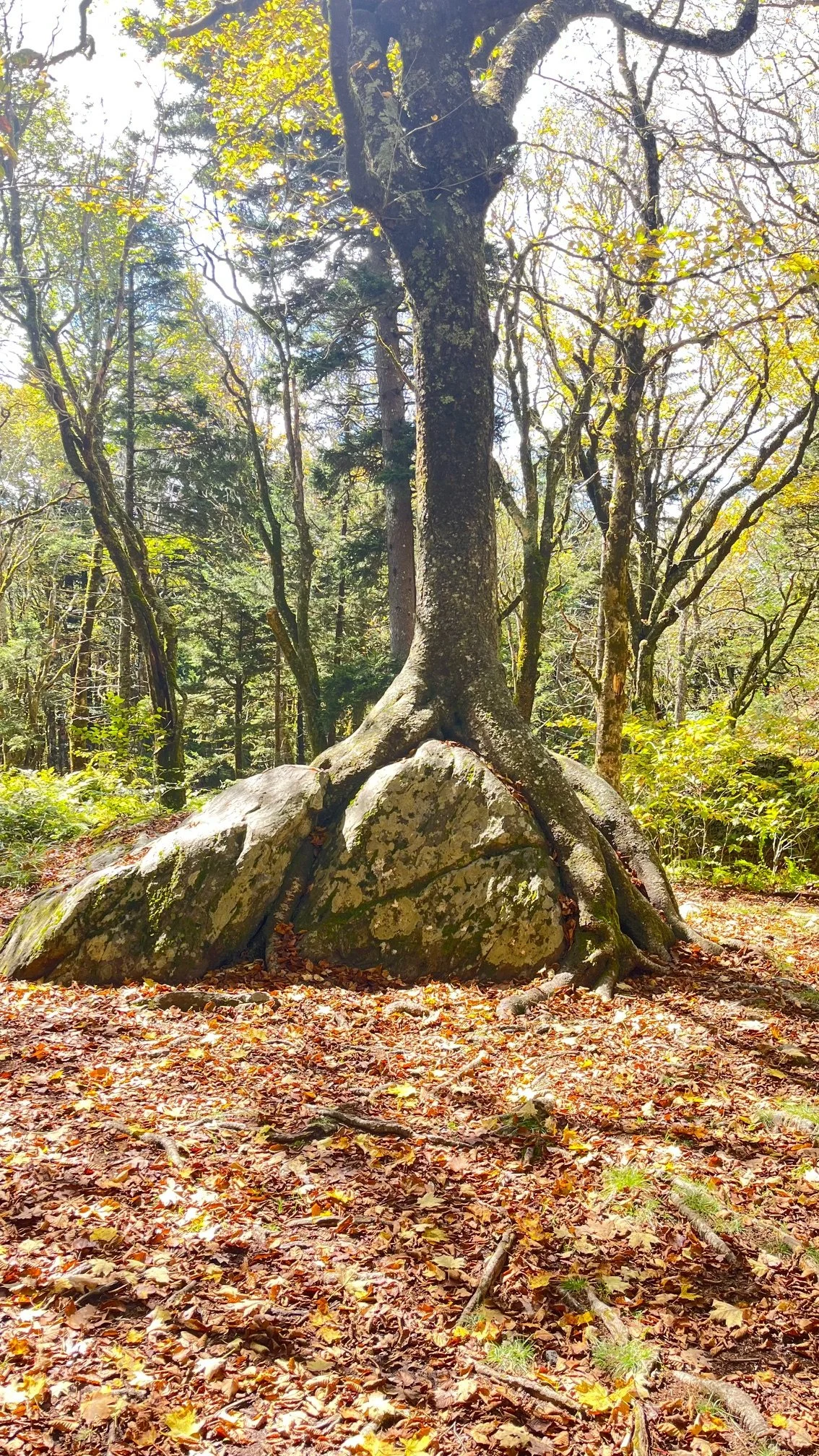 The Integrated Longevity Imperative