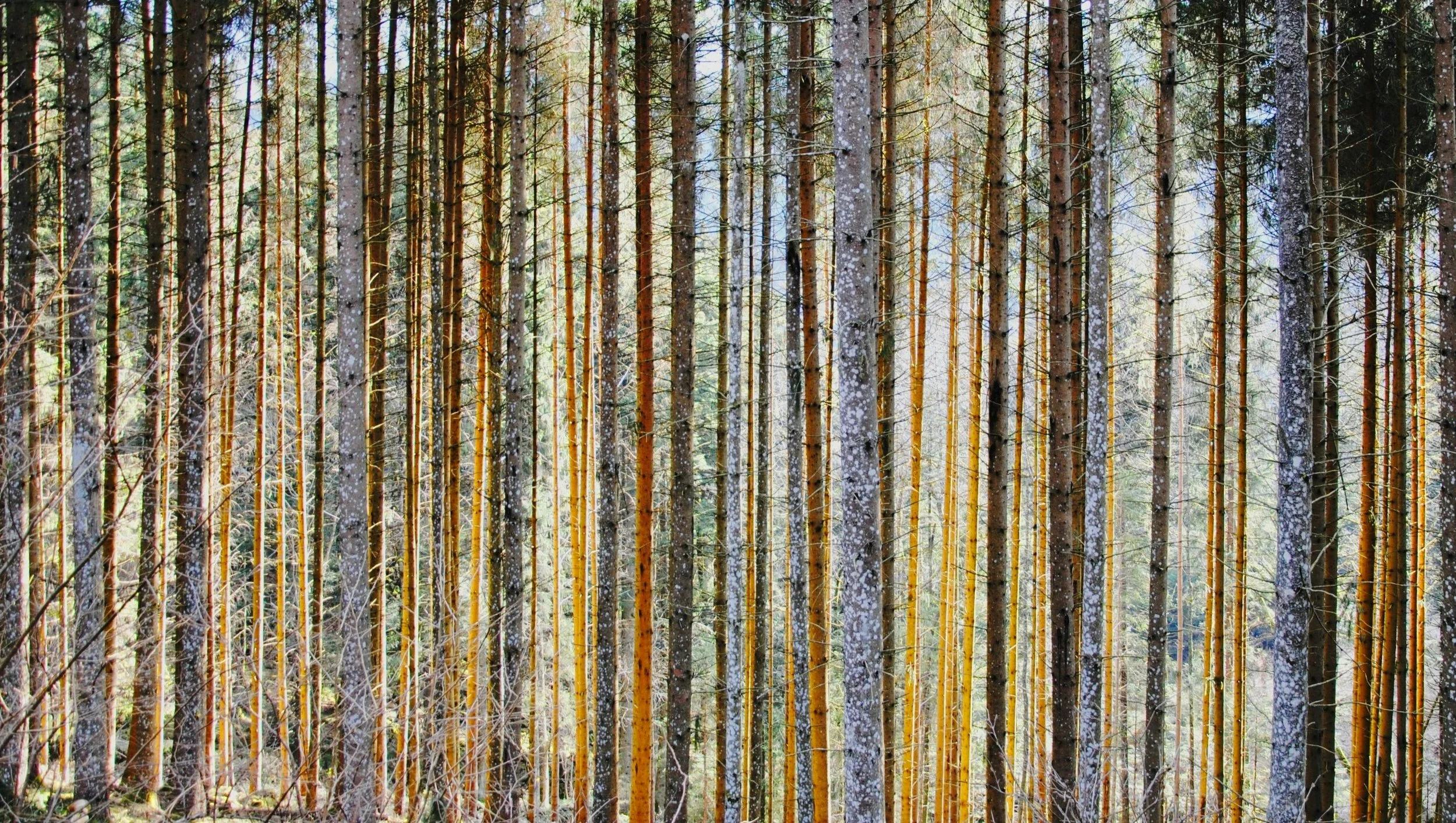 Seeing the trees in the forest