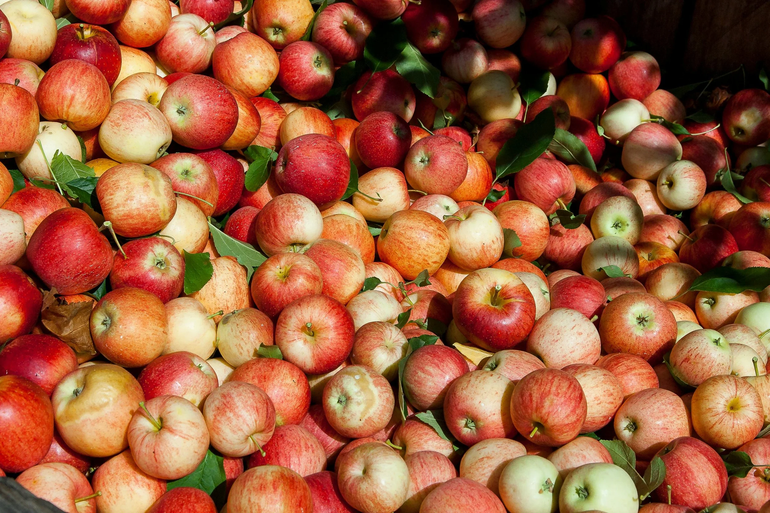 a big pile of apples