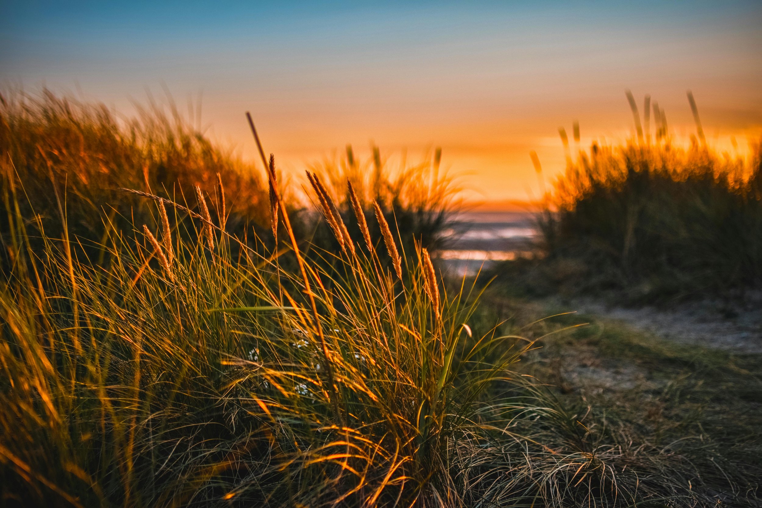 Close up of beach grass in the dunes at sunset