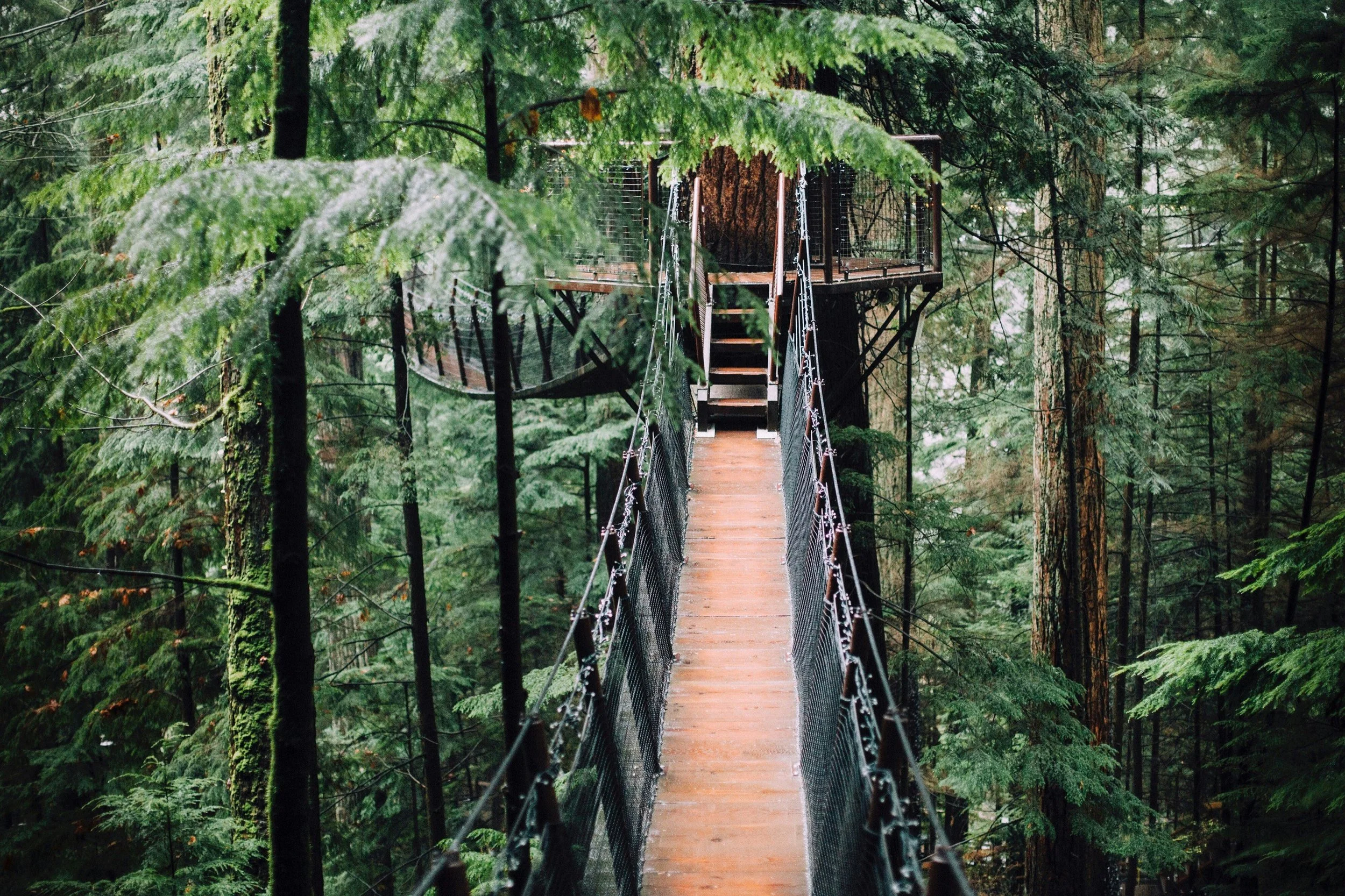 A suspended bridge leading to a treehouse