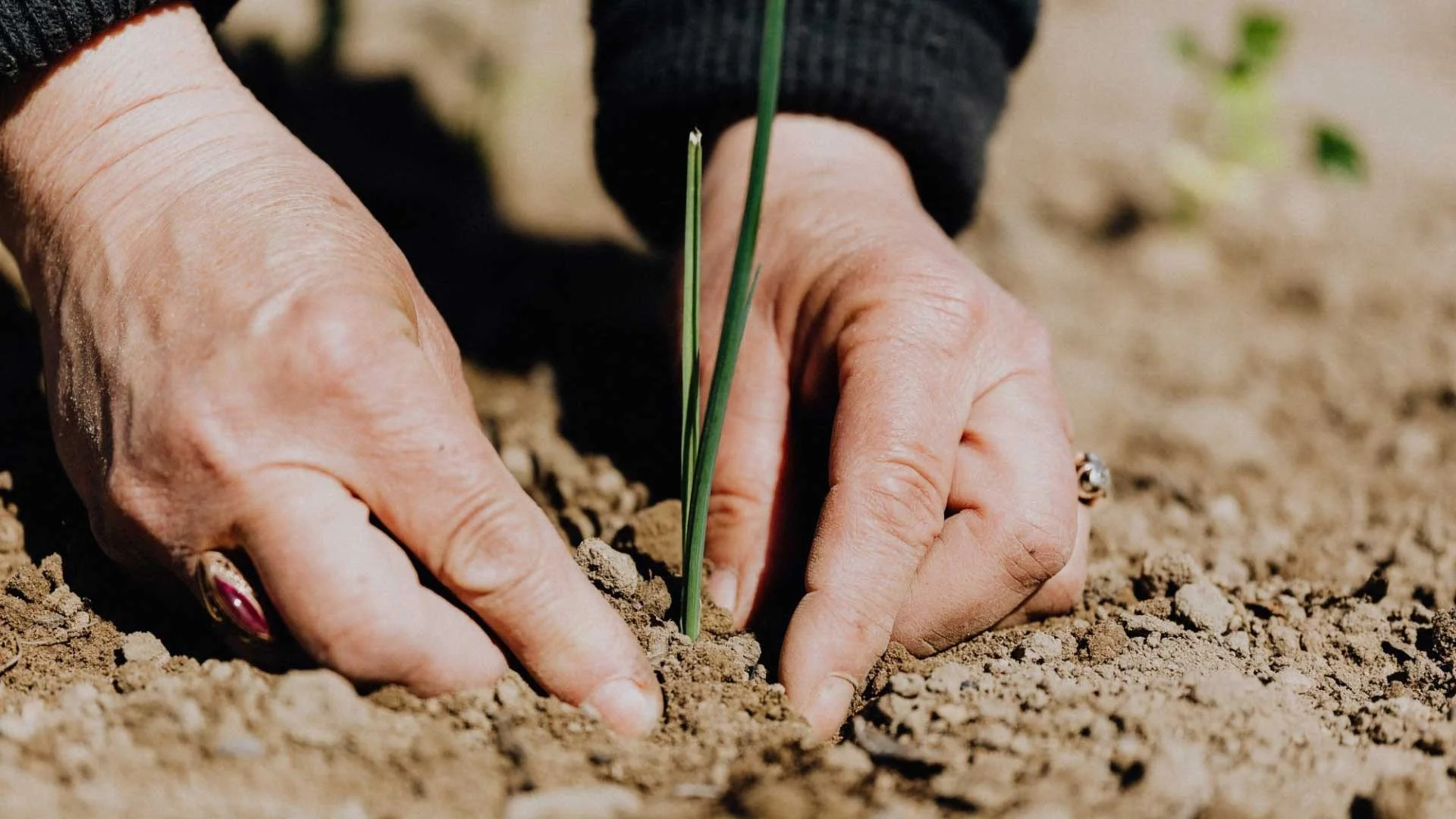 an old woman's hands planting